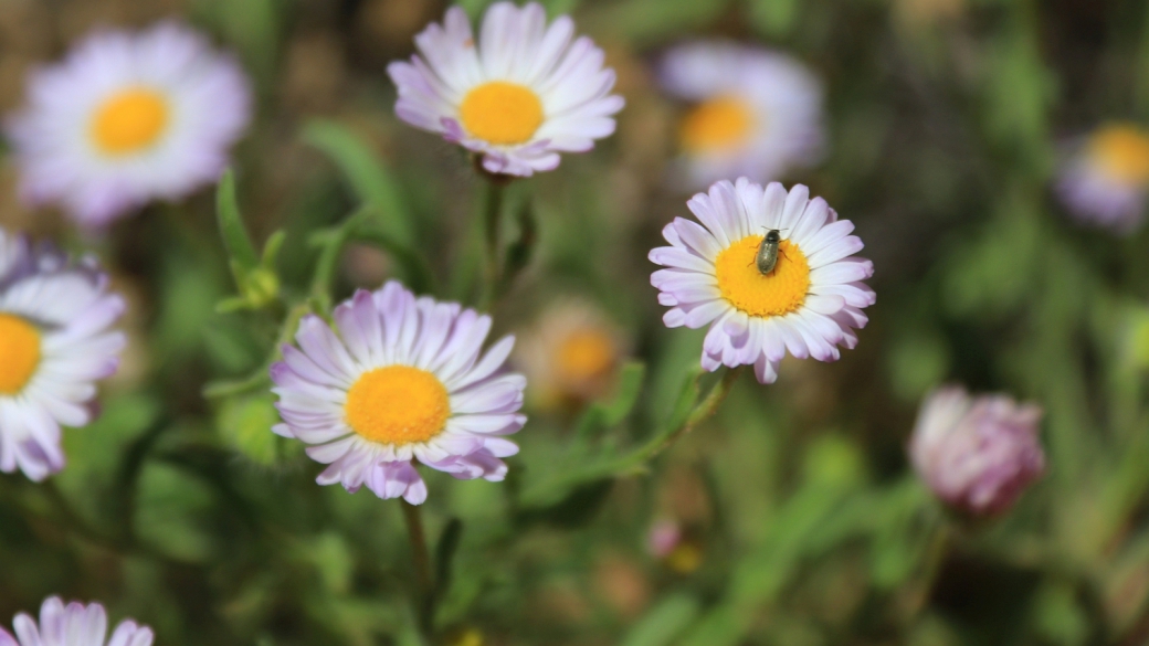 Vernal Daisy syn. Shaggy Fleabane - Erigeron Pumilus