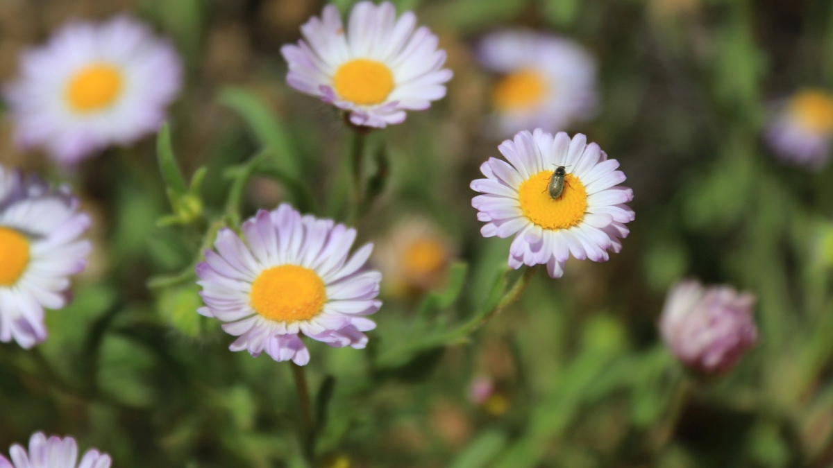 Vernal Daisy syn. Shaggy Fleabane – Erigeron Pumilus