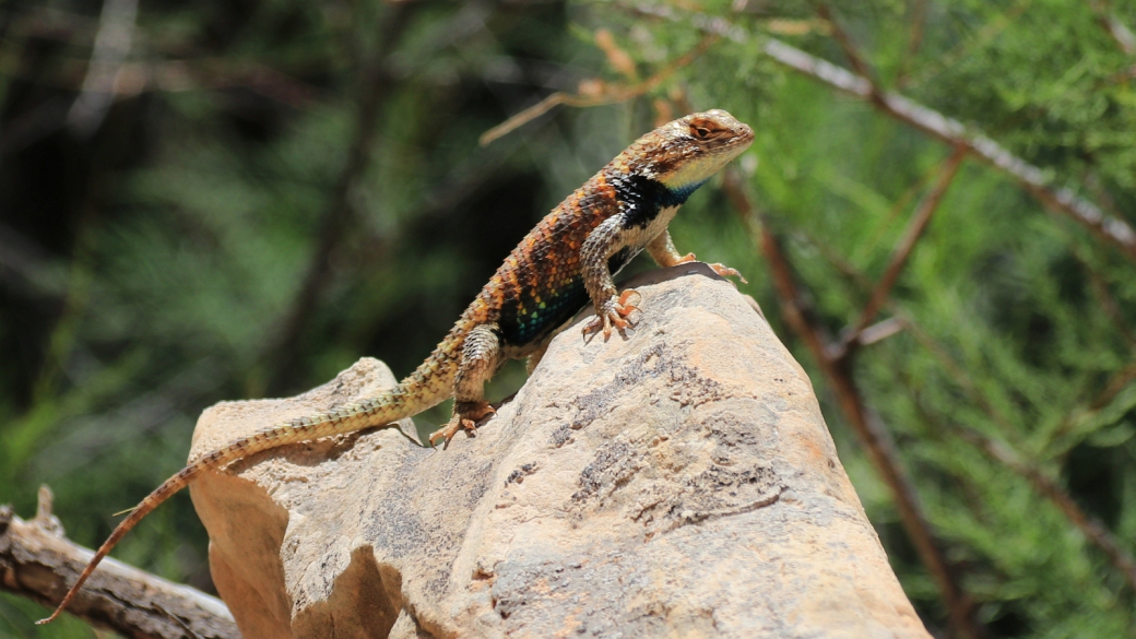 Blue-Belly Lizard - Sceloporus Undulatus