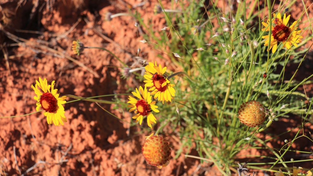 Red Dome Blanket Flower - Gaillardia Pinnatifida