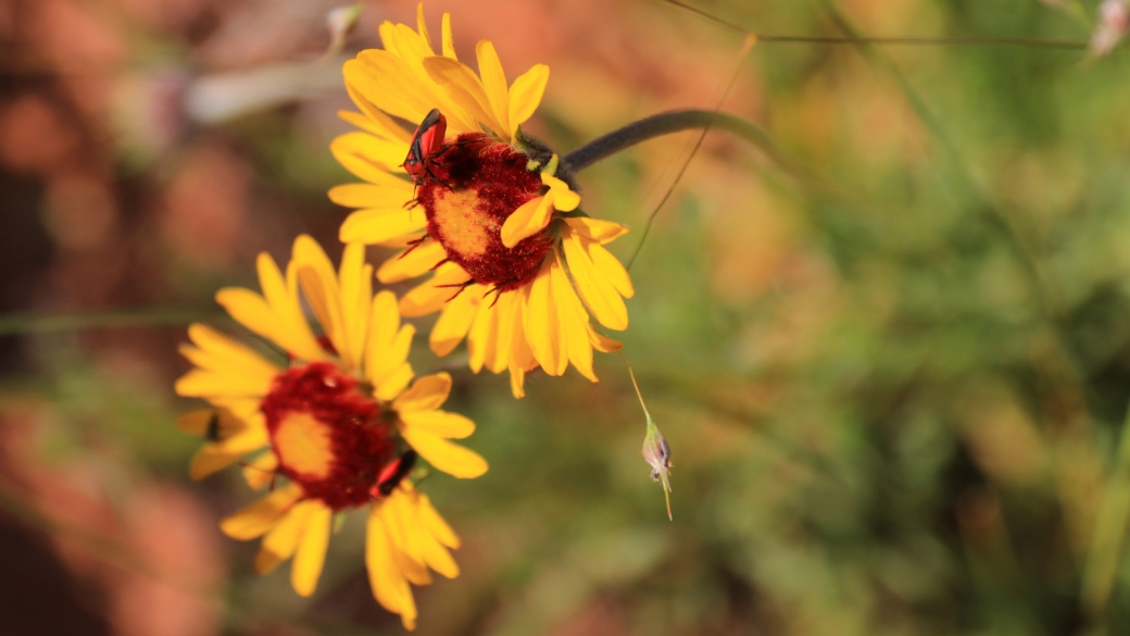 Red Dome Blanket Flower - Gaillardia Pinnatifida