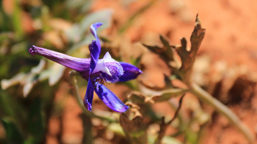 Prairie Larkspur - Delphinium Carolinianum