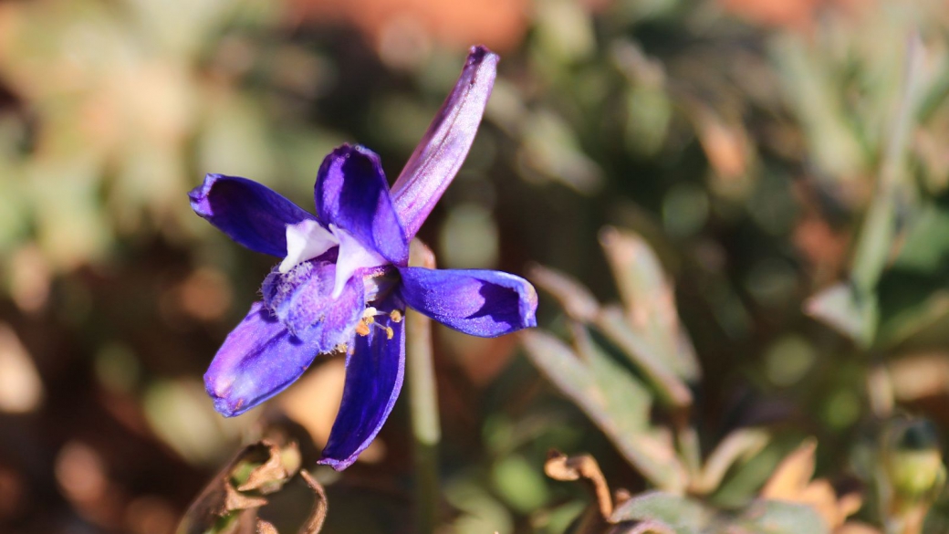 Prairie Larkspur - Delphinium Carolinianum