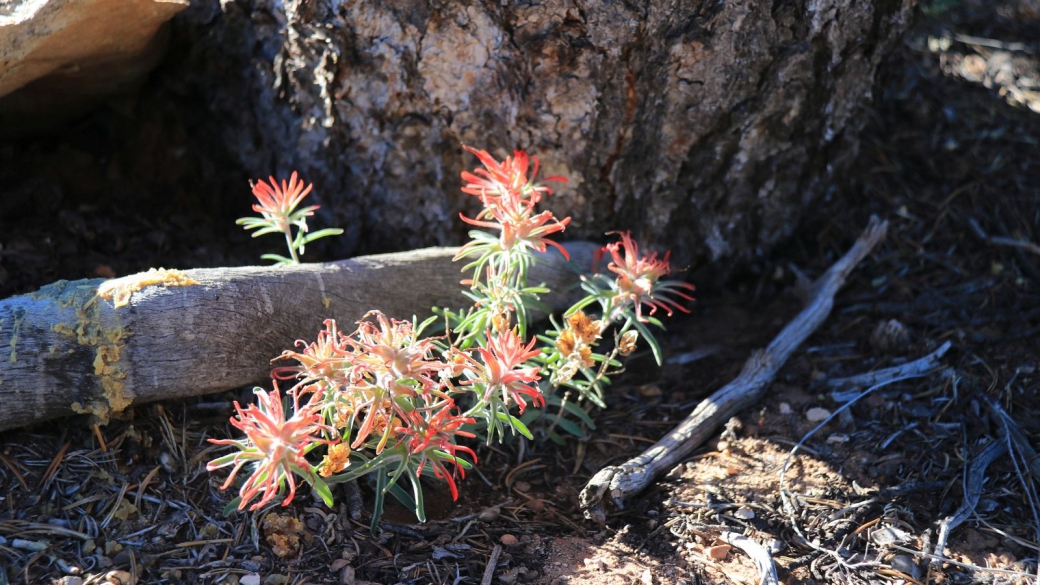 Desert Paintbrush - Castilleja Chromosa