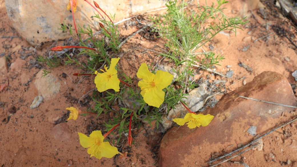 Yellow Evening Primrose - Calylophus Serrulatus