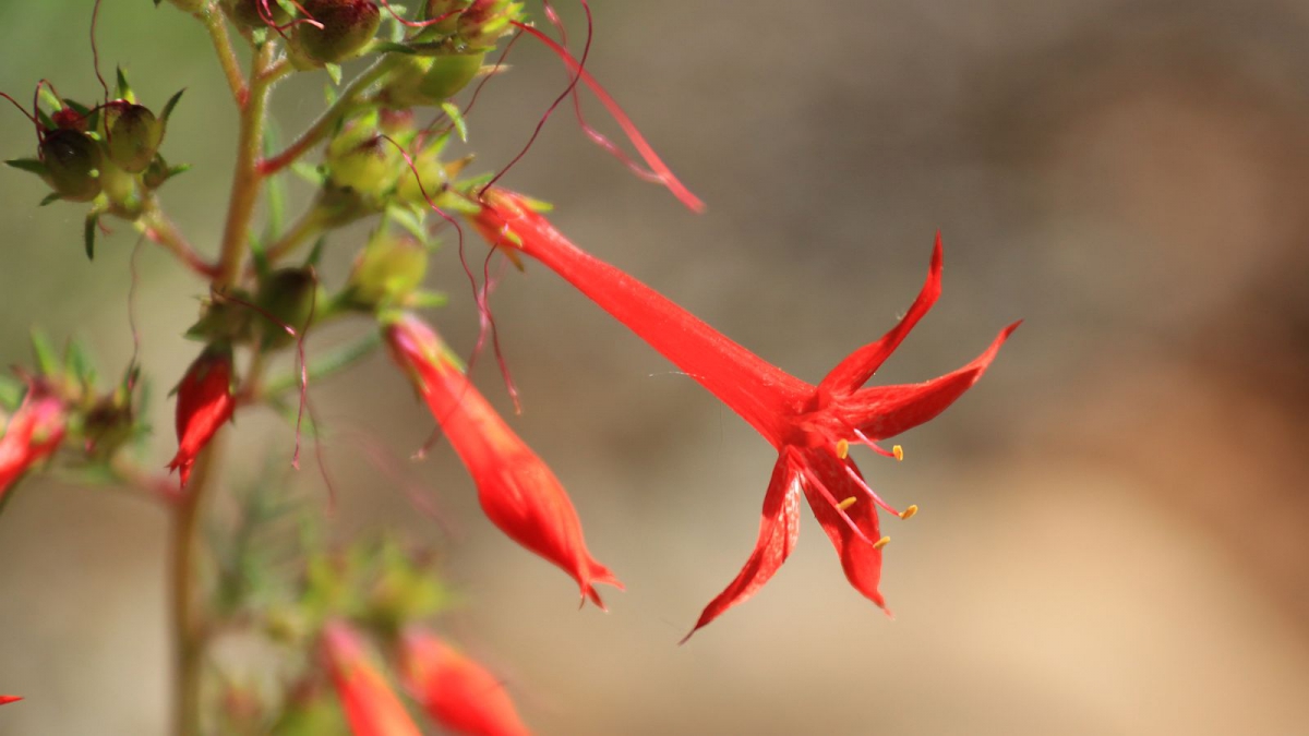 Scarlet Gilia – Ipomopsis Aggregata