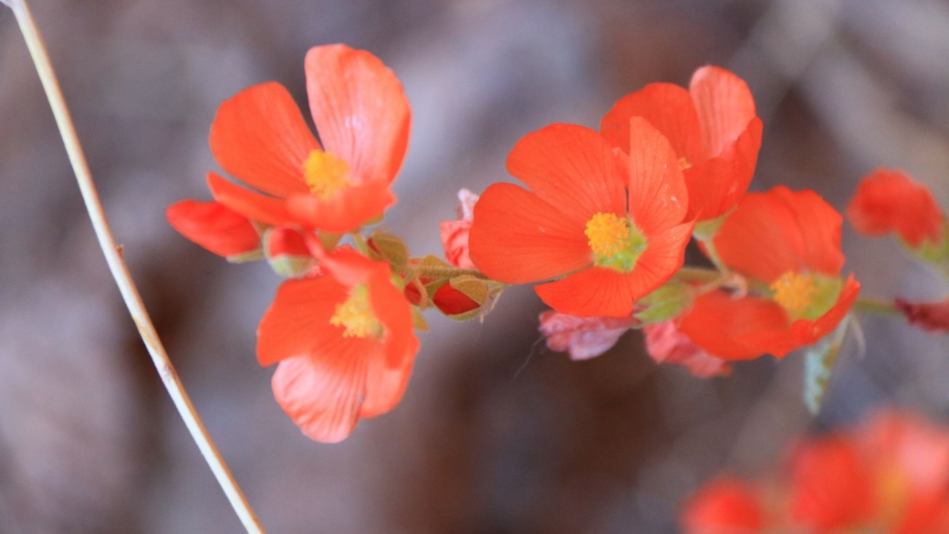 Scarlet Globemallow – Sphaeralcea Coccinea