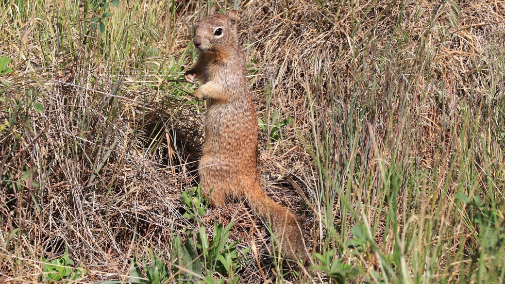 Rock Squirrel - Otospermophilus Variegatus
