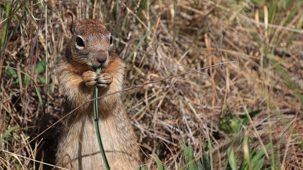 Rock Squirrel - Otospermophilus Variegatus