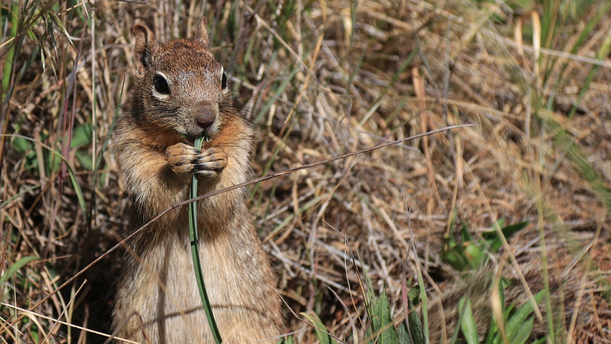 Rock Squirrel – Otospermophilus Variegatus