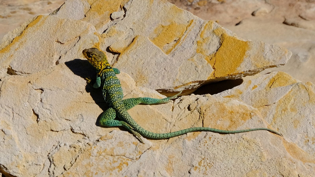 Eastern Collared Lizard (male) - Crotaphytus Collaris