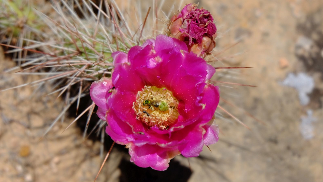 Beavertail Cactus - Opuntia Basilaris