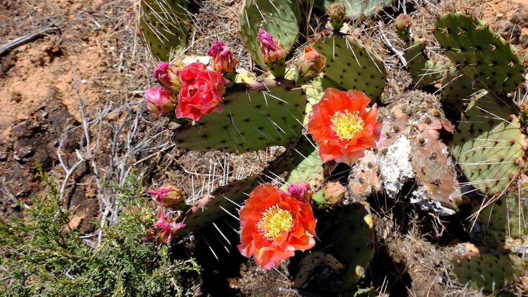 Plain Prickly Pear - Opuntia Polyacantha