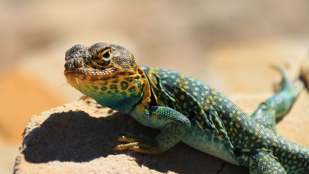 Eastern Collared Lizard (male) - Crotaphytus Collaris