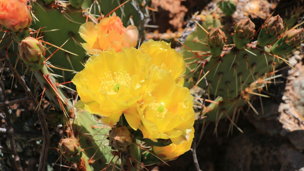 Plain Prickly Pear - Opuntia Polyacantha