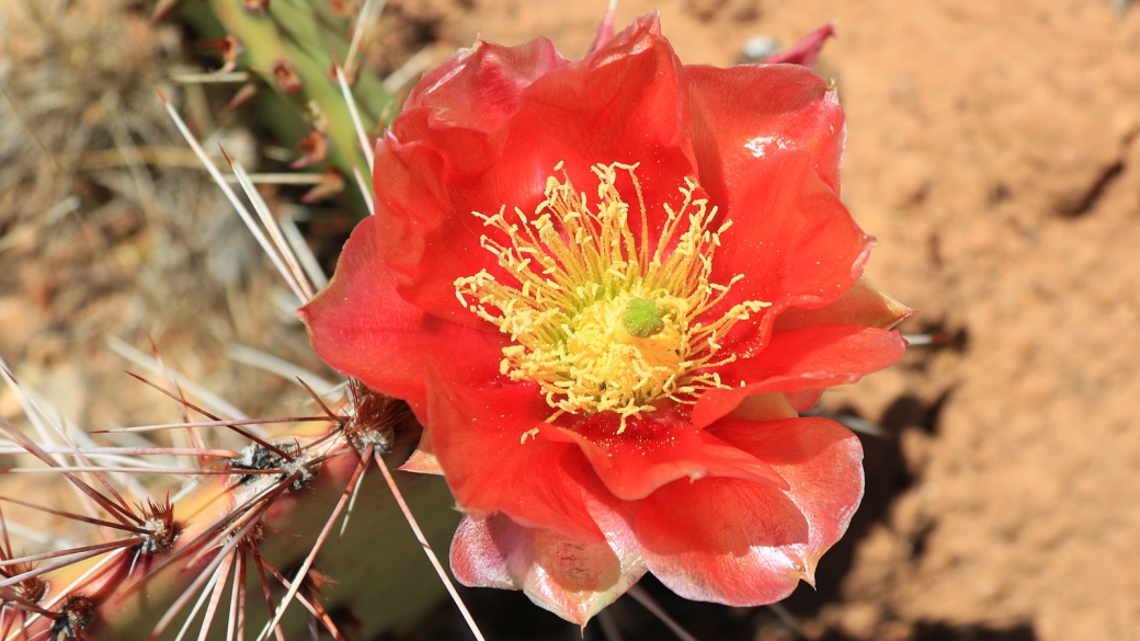 Plain Prickly Pear - Opuntia Polyacantha