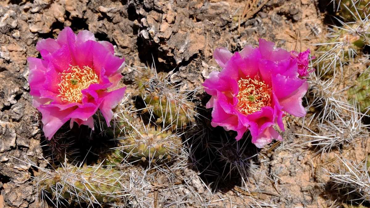Plain Prickly Pear – Opuntia Polyacantha