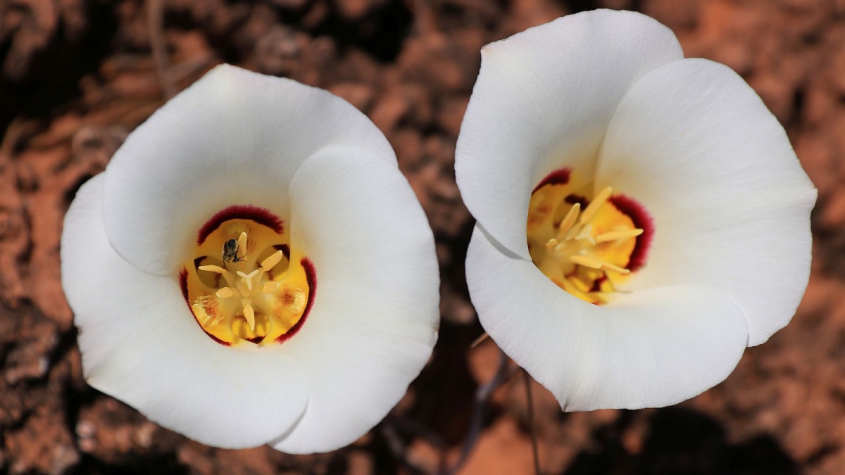 Sego Lily – Calochortus Nuttallii