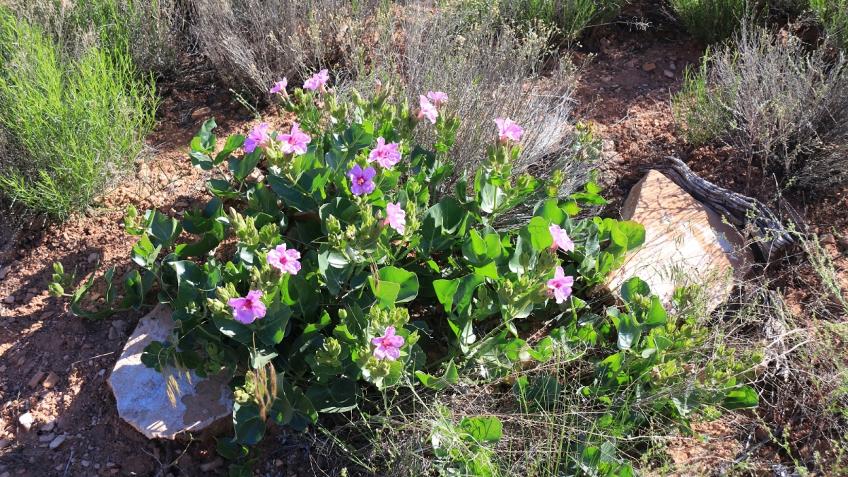 Narrowleaf Four O’Clock – Mirabilis Linearis