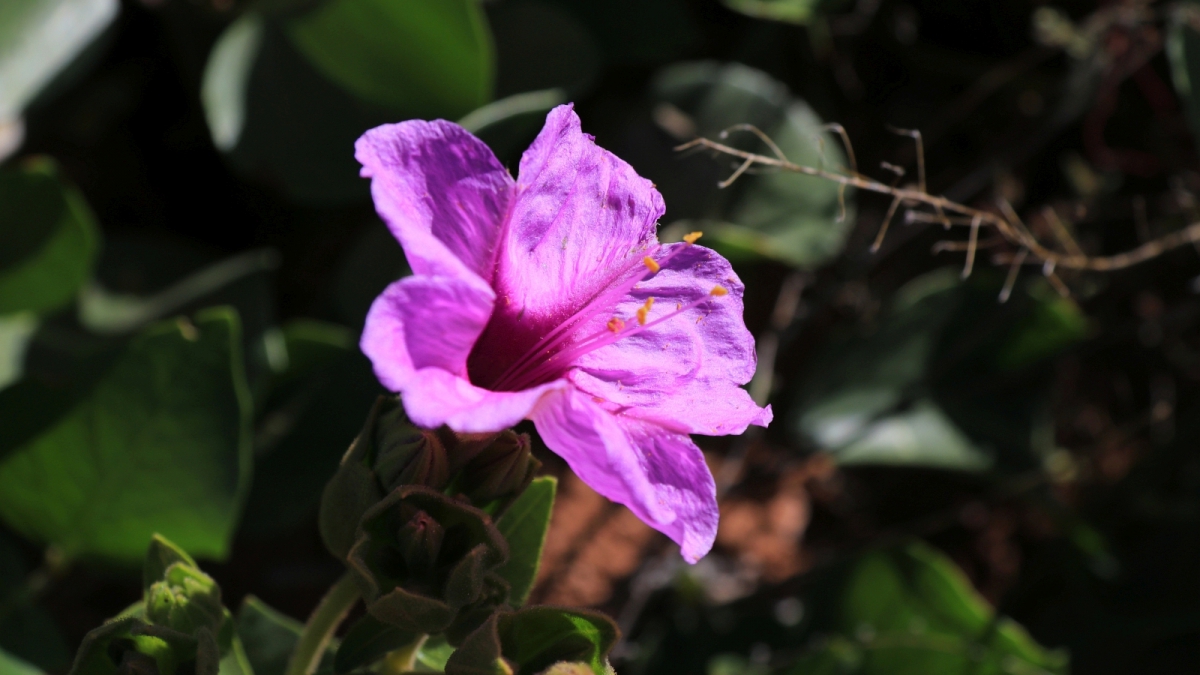 Narrowleaf Four O’Clock – Mirabilis Linearis