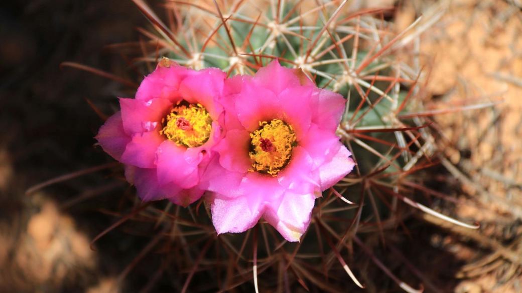 Fishhook Cactus – Sclerocactus Parviflorus