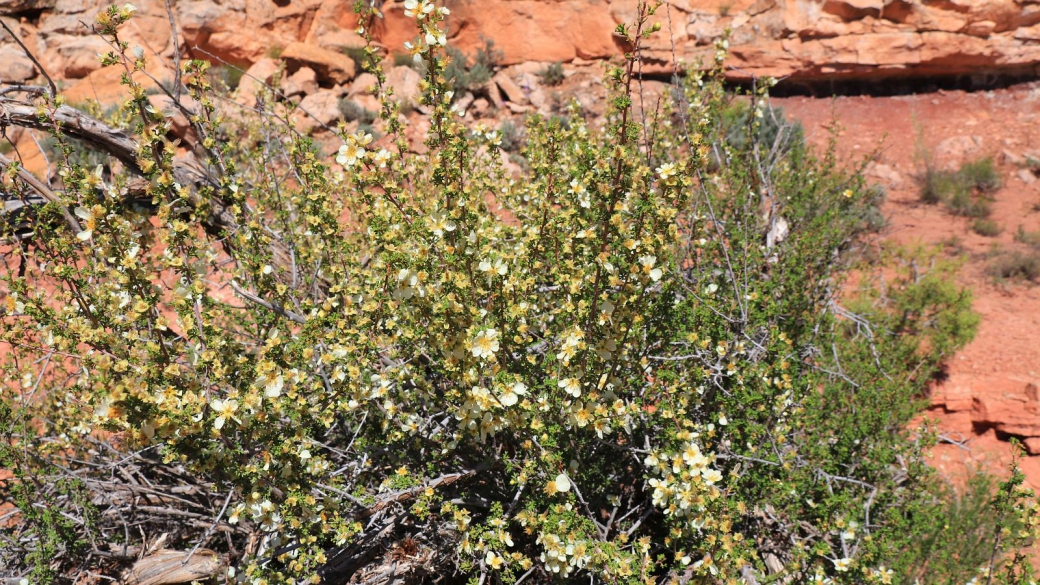 Cliffrose - Purshia Stansburiana