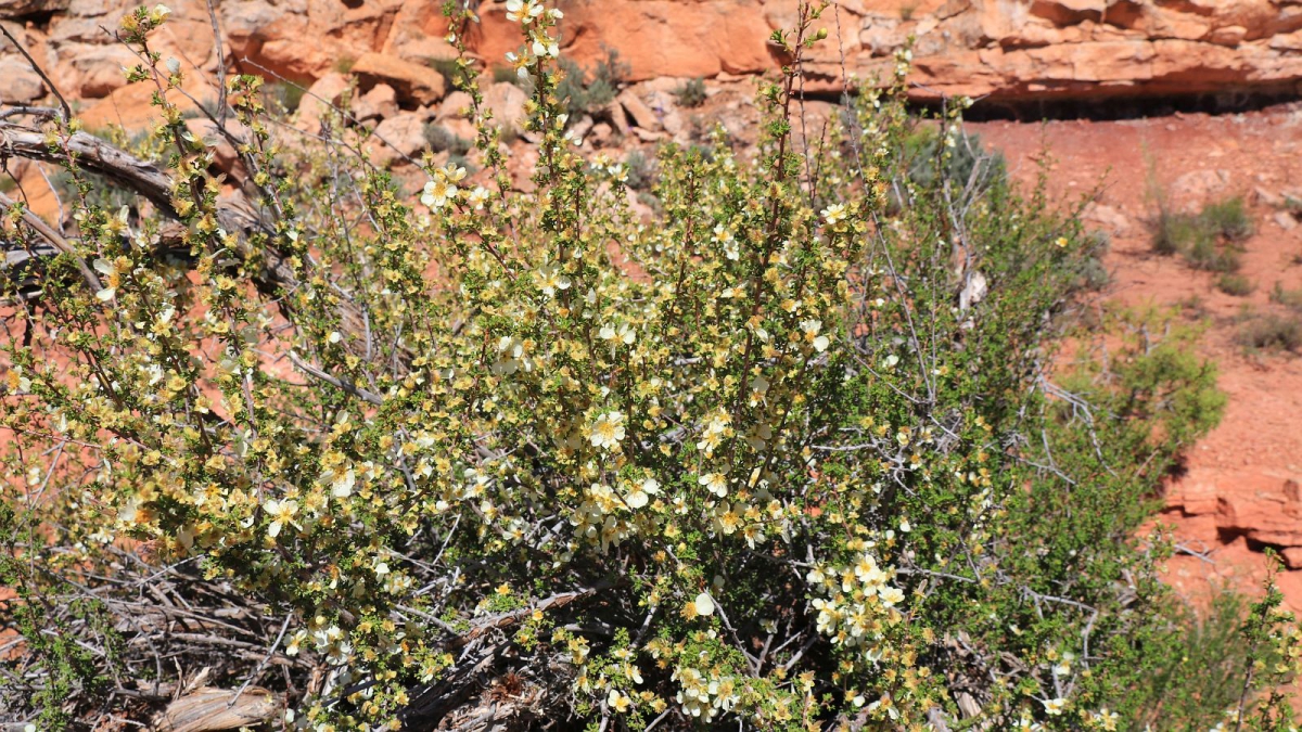 Cliffrose – Purshia Stansburiana