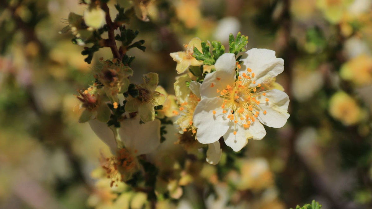 Cliffrose – Purshia Stansburiana