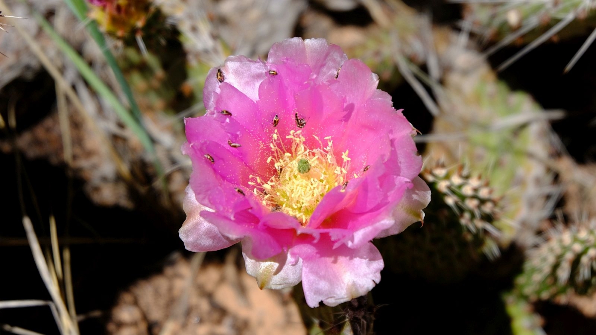 Plain Prickly Pear – Opuntia Polyacantha