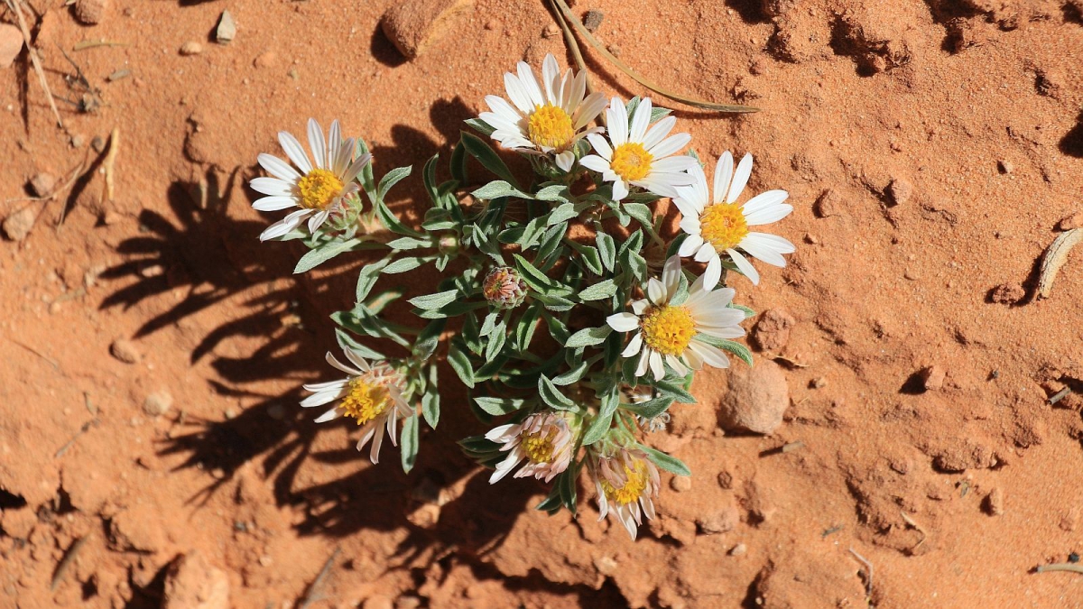 Easter Daisy – Townsendia incana