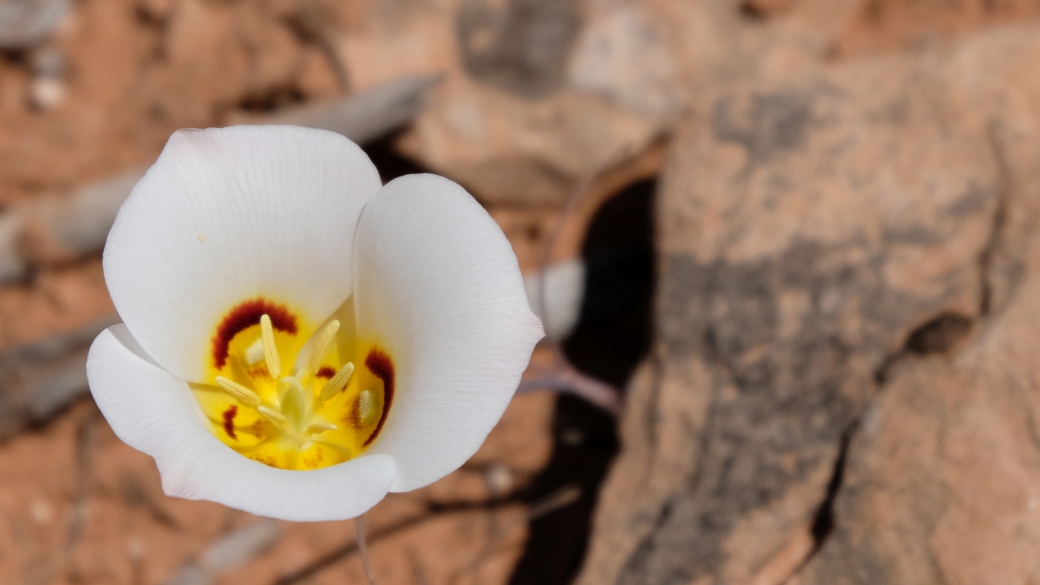 Sego Lily - Calochortus Nuttallii