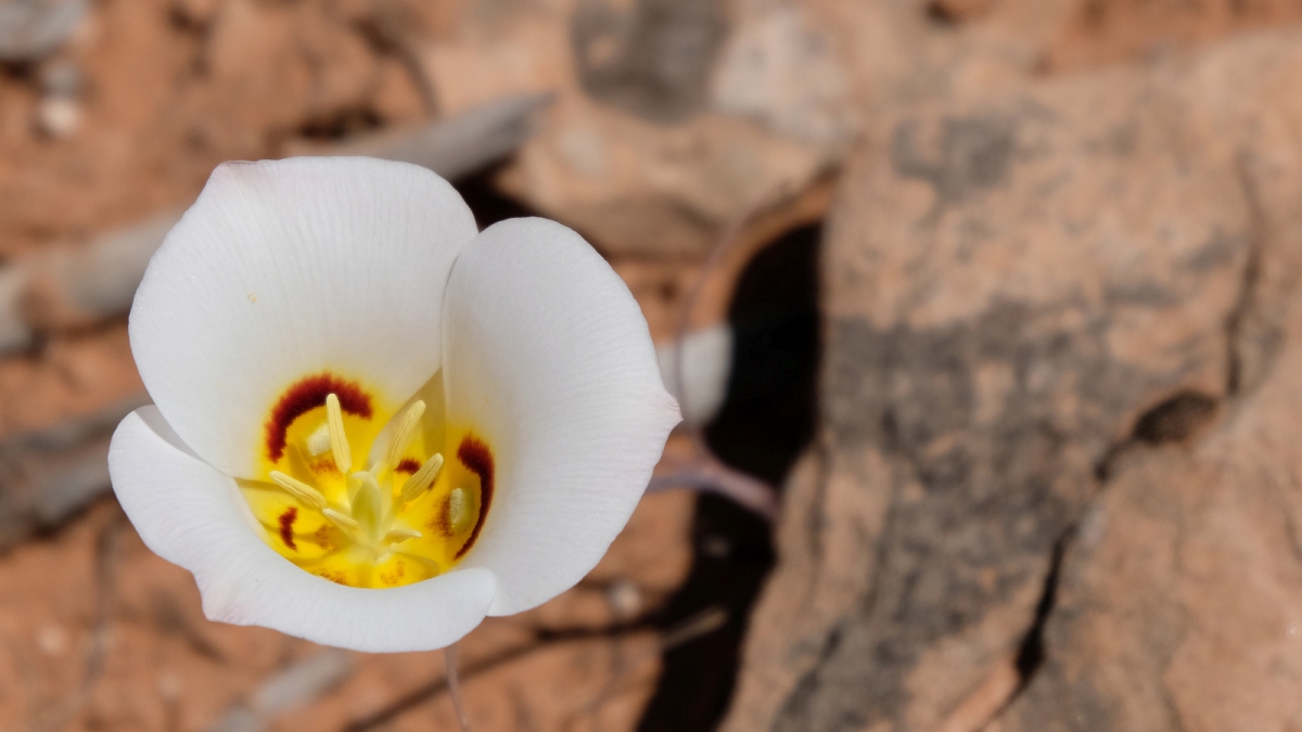 Sego Lily – Calochortus Nuttallii