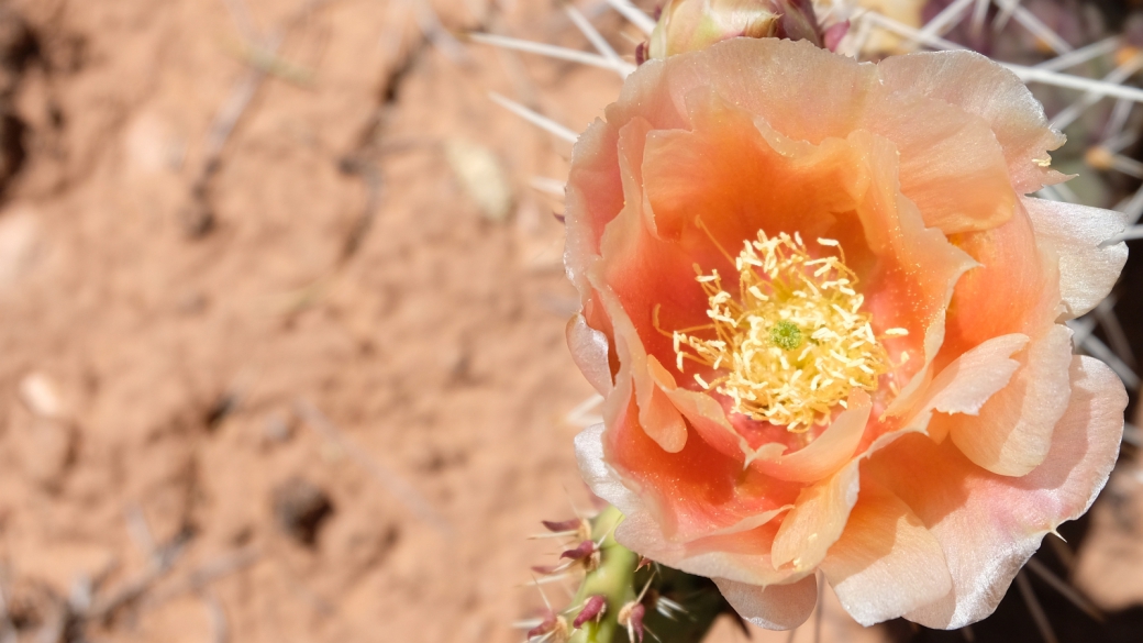 Plain Prickly Pear - Opuntia Polyacantha