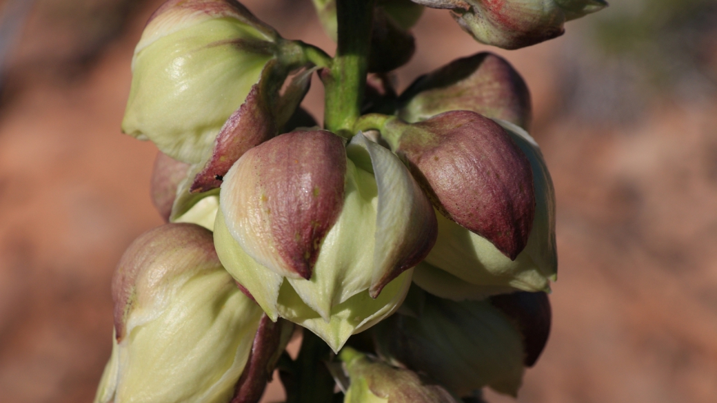 Yucca Utahensis