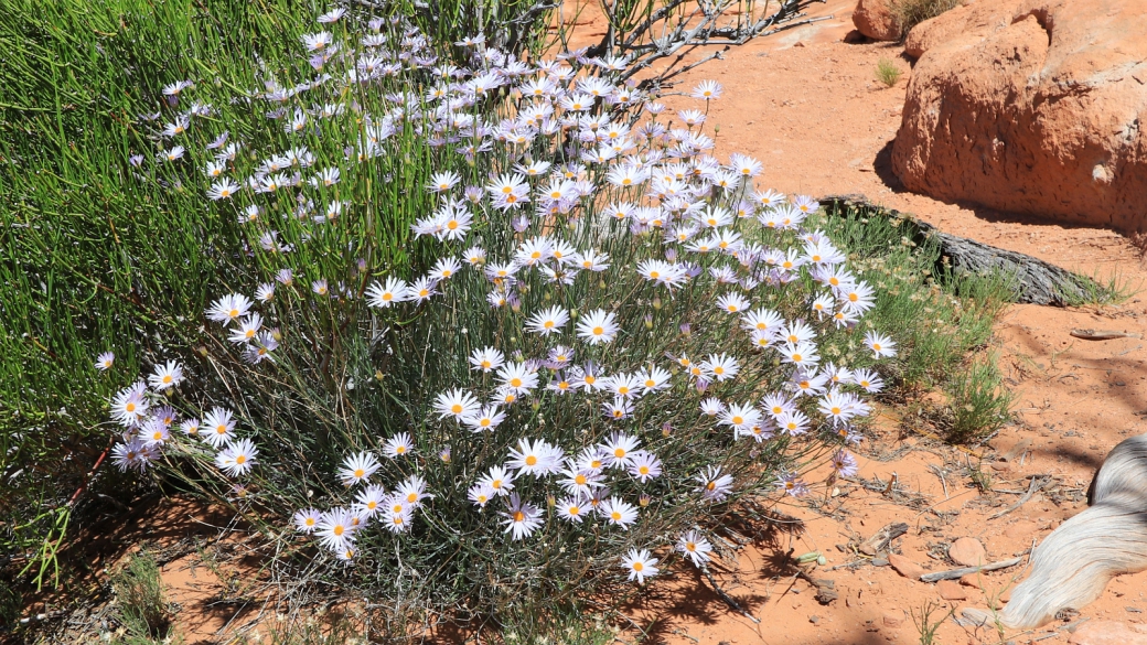 Utah Fleabane - Purple Erigeron Utahensis