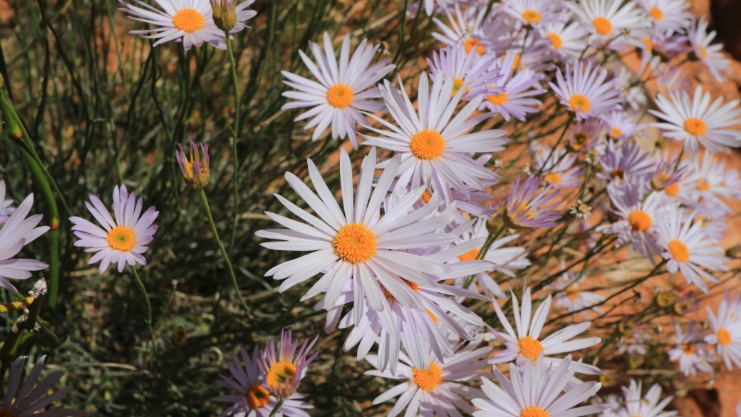 Utah Fleabane - Purple Erigeron Utahensis