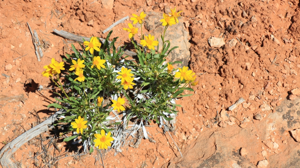 Desert Daisy - Chrysactinia Mexicana