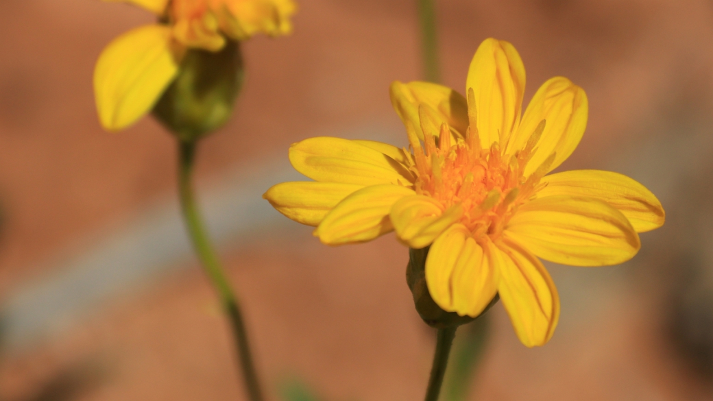 Desert Daisy - Chrysactinia Mexicana