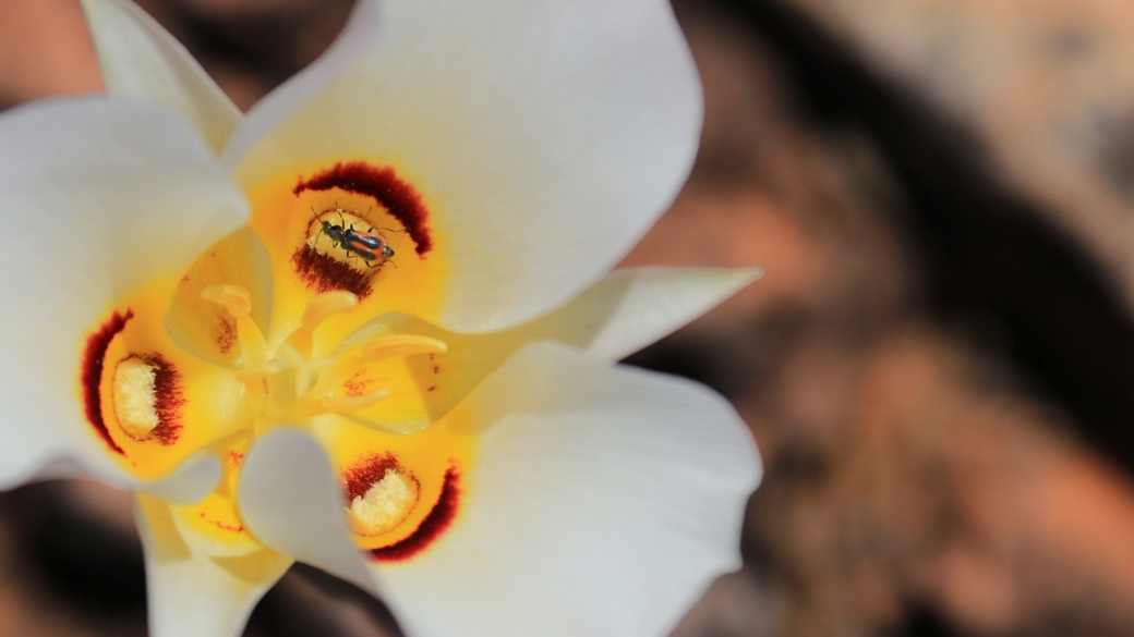 Sego Lily - Calochortus Nuttallii