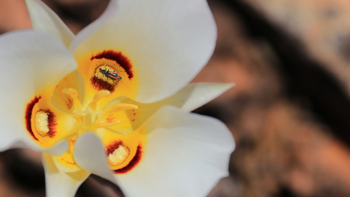 Sego Lily – Calochortus Nuttallii