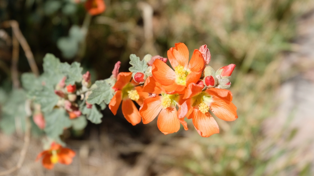 Scarlet Globemallow – Sphaeralcea Coccinea