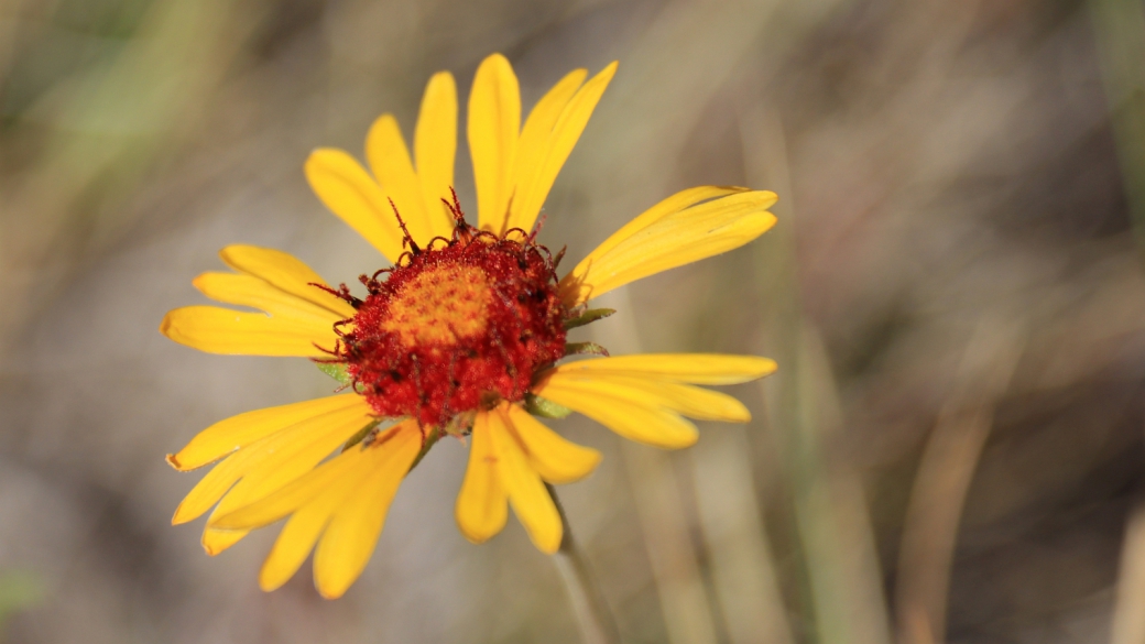 Red Dome Blanket Flower - Gaillardia Pinnatifida