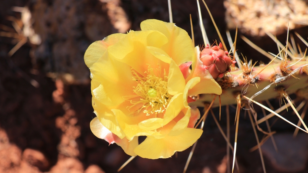 Plain Prickly Pear - Opuntia Polyacantha