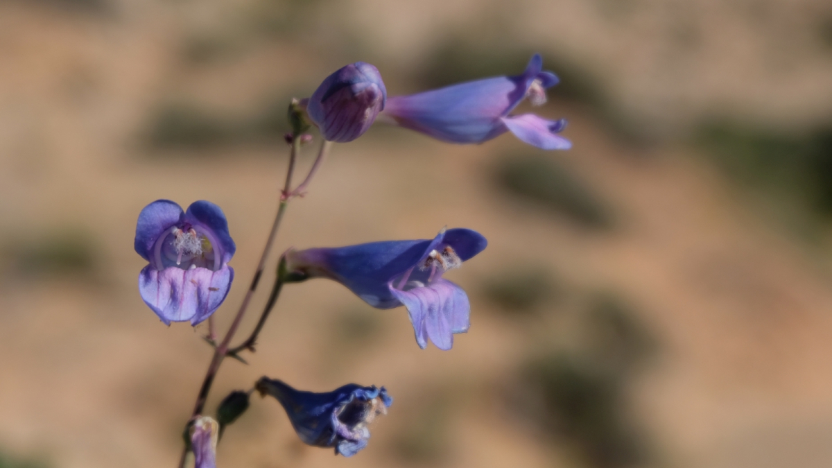White River Beardtongue – Penstemon Scariosus