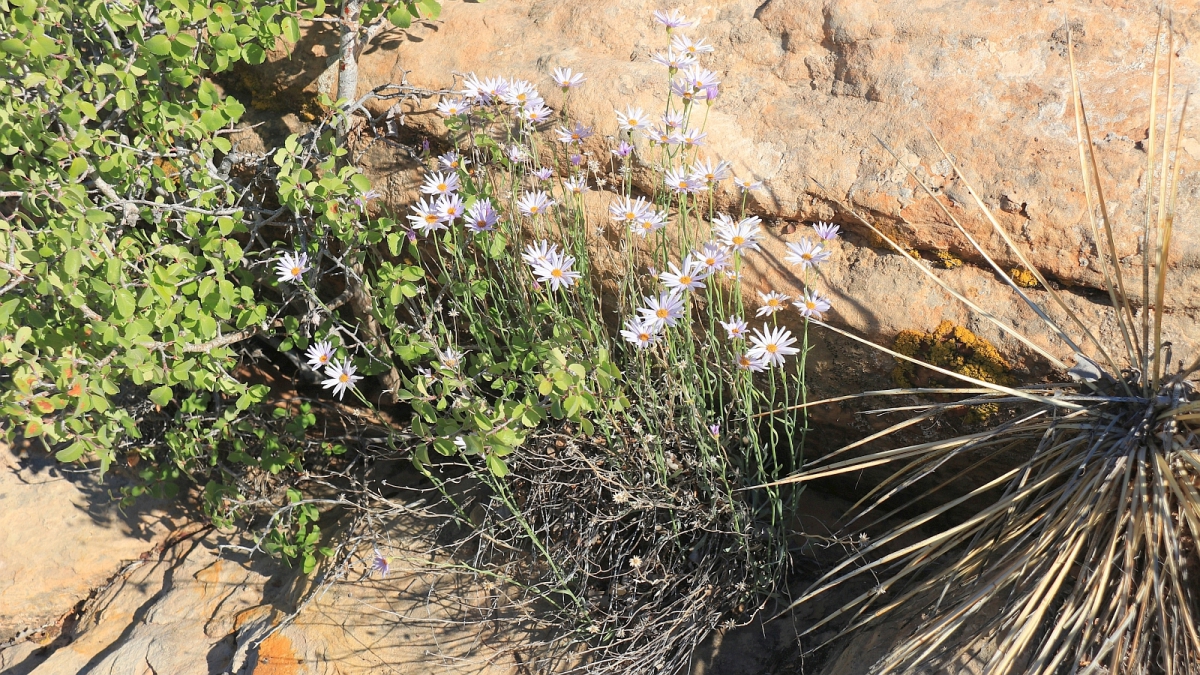 Mojave Woodyaster – Xylorhiza Tortifolia