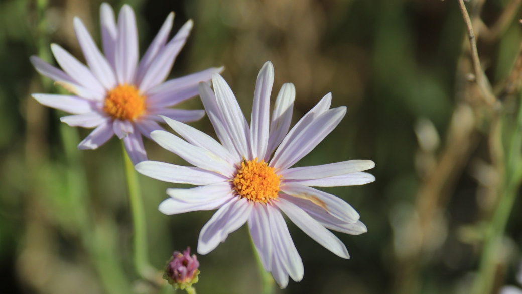 Mojave Woodyaster - Xylorhiza Tortifolia