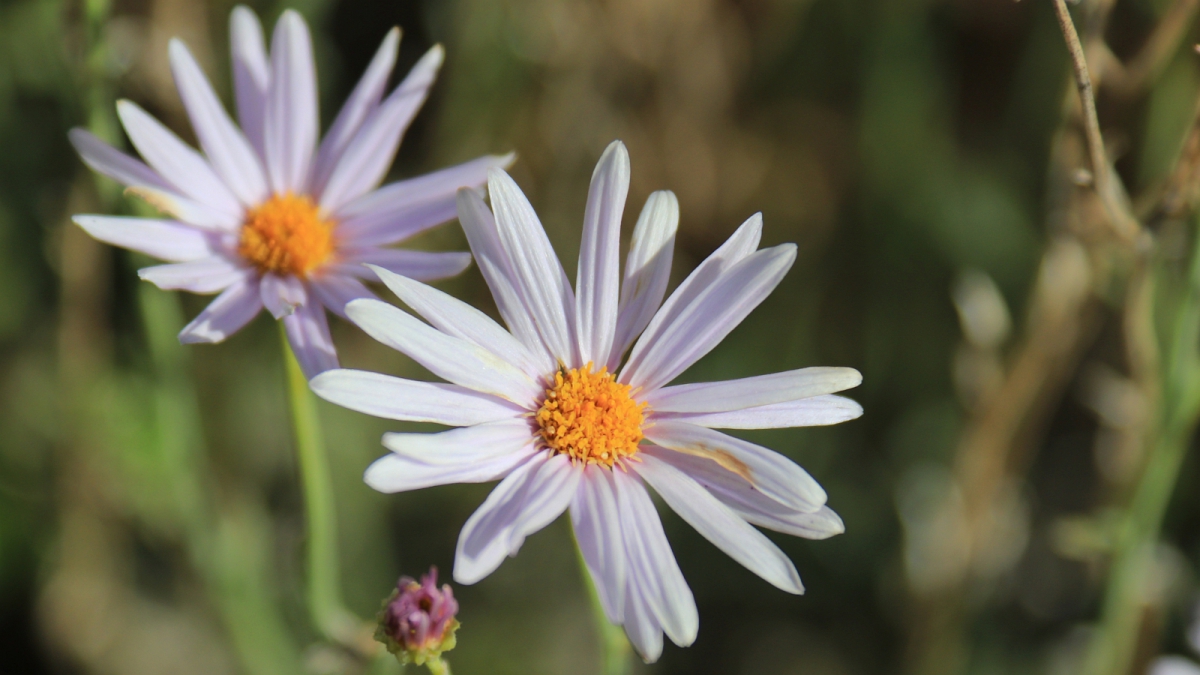 Mojave Woodyaster – Xylorhiza Tortifolia