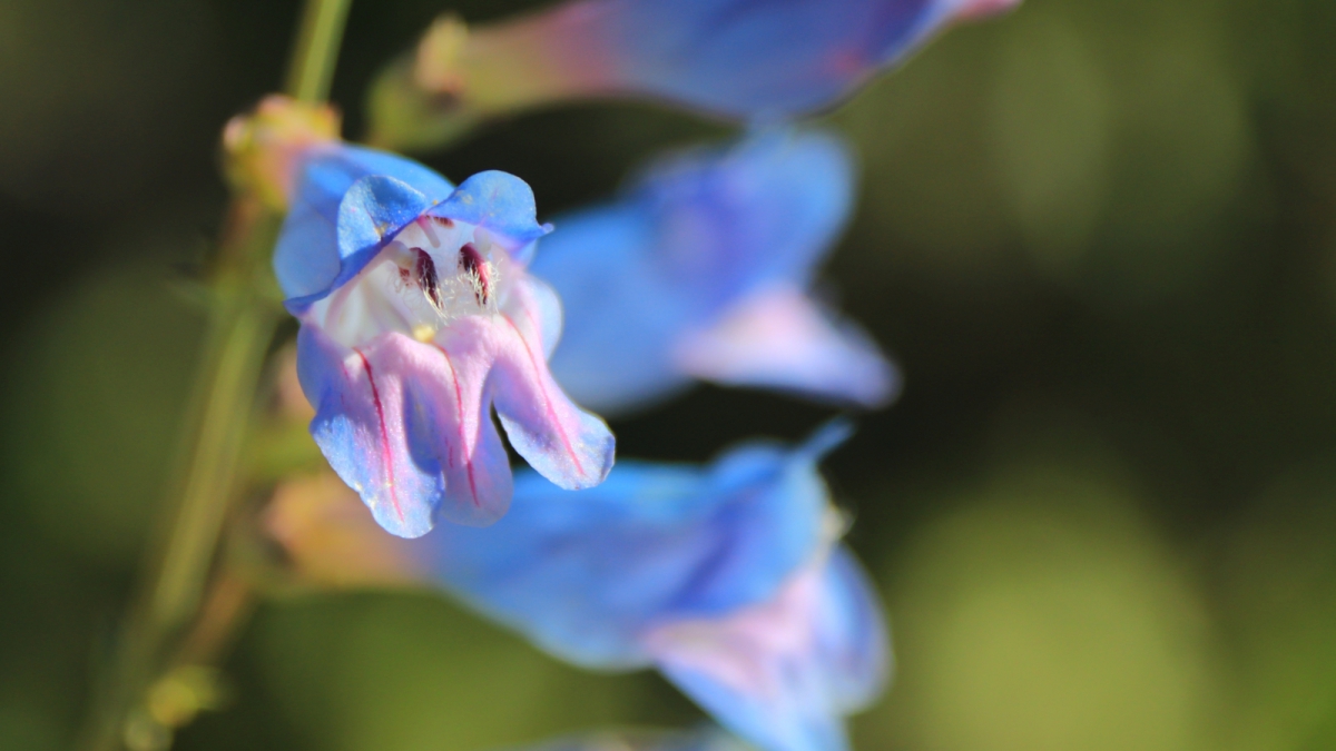 White River Beardtongue – Penstemon Scariosus