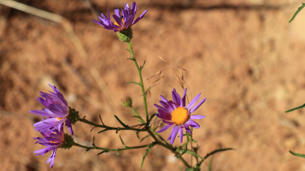 Hoary Tansyaster - Dieteria Canescens