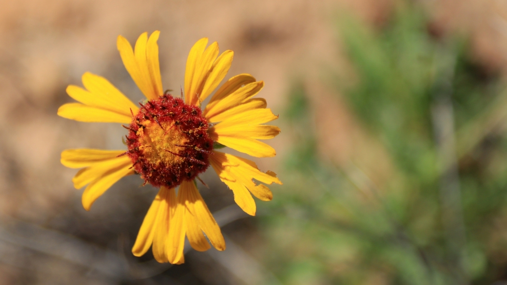 Red Dome Blanket Flower - Gaillardia Pinnatifida